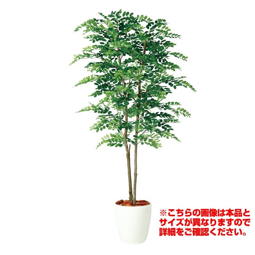 観葉植物 人工 樹木 アカシアデュアル 高さ1500mm Mサイズ 鉢:RP-265
