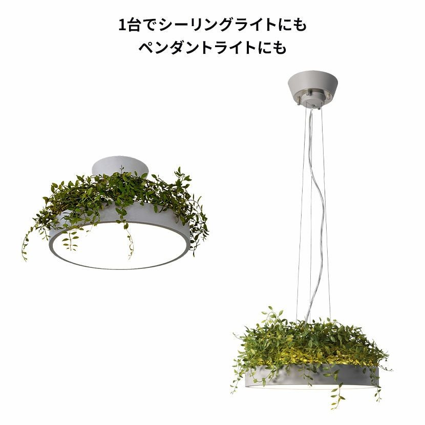 シーリングライト フェイクグリーン付き LED一体型】1灯 ペンダントライト ジョルノ ライト 吊り下げ 照明 調光